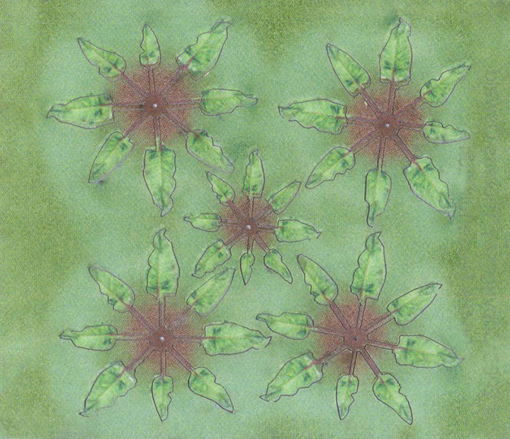 [ܼ] BPMDL-8 [PLATZ] BPMDL-8 Laser Cut Fern / Persicaria Hydropiper (Grass Height: 7~ 10mm)