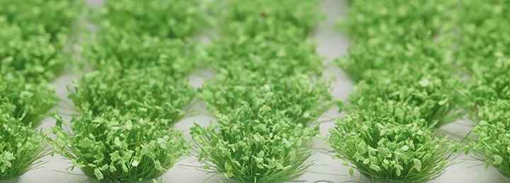 [ܼ] BPMDB-7 [PLATZ] BPMDB-7 Grassland / Grass Height: 12mm (Green w/Sprout) (42 Pieces)